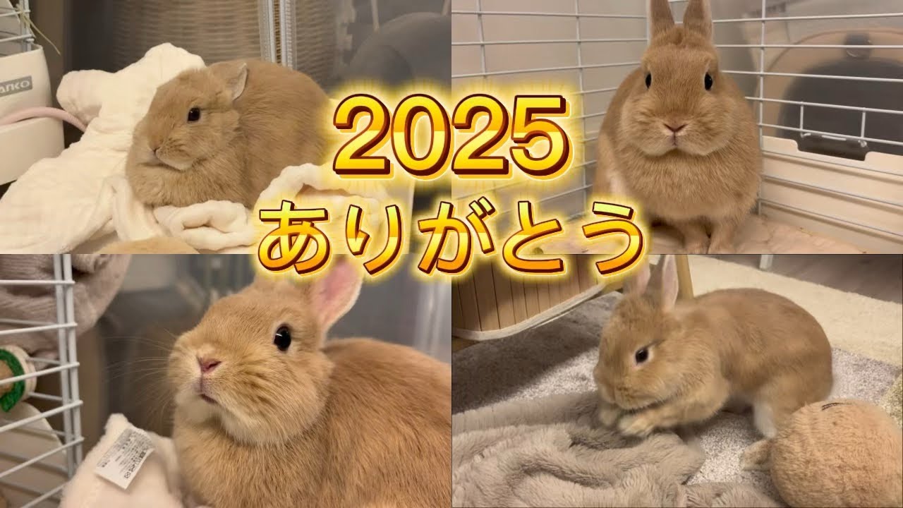 年末のうさぎの過ごし方【師走はうさぎも大忙し】