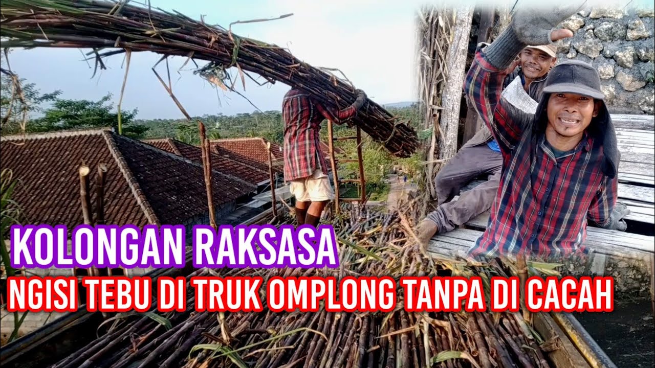 Kolongan besar,ngisi tebu di truk omplong di pedesaan malang selatan