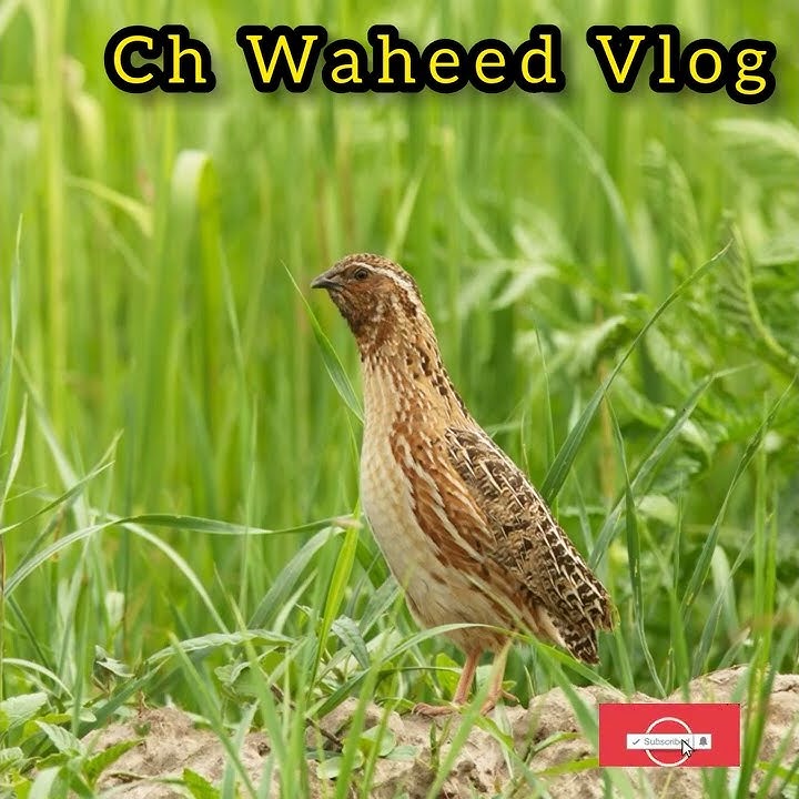 Common Quail sound |Quail Hunting | Quail calling | #quailvoice #batairkiawaz #quailhunting