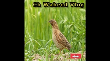 Common Quail sound |Quail Hunting | Quail calling | #quailvoice #batairkiawaz #quailhunting
