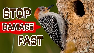 How to Stop Woodpeckers Pecking Your House (FAST & HUMANELY) 🕊️🏡