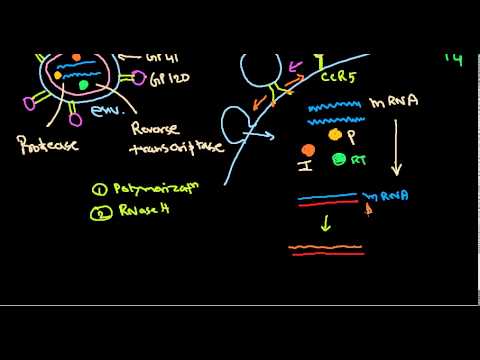 HIV life cycle