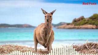 Kangaroo Soundanimal Soundskangaroo Ringtoneanimal Sounds Ringtonestonesred Fo