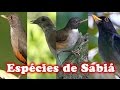 Todas Espécies de Sabiás