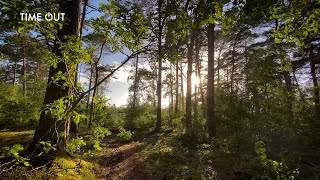 Relaxing Swedish Forest Walk on a Sunny and Windy Late Summer Day • Swedish Nature • Sweden in 4K by TIME OUT - The Relax Channel 374 views 2 years ago 16 minutes