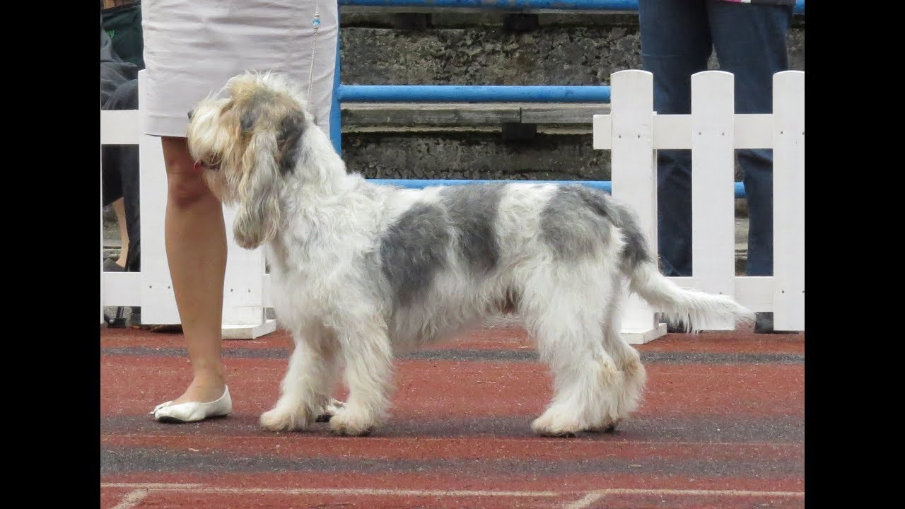 griffon grand vendeen