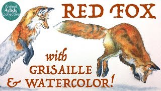 AAC: Red Fox + Grisaille & Watercolor