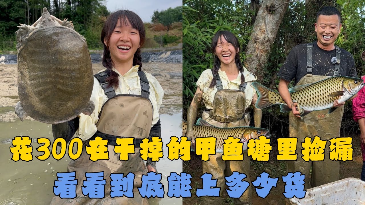 幺妹花300元在干掉的甲鱼塘里捡漏，看看到底能上多少货？