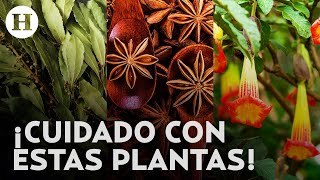 ¡Cuidado Podrías tener plantas tóxicas en casa y no saberlo: ¿cómo identificarlas