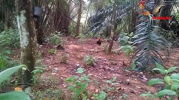 Gà Rừng Thay Lông Đen Người Bẫy Vẫn Dính