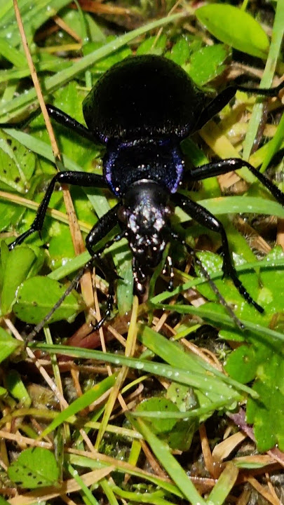 Beetle 🪲sound... #BugLovers #insects #alienlook #beetle #wildlife  #Beetlemania #Beetlebeauty