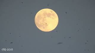 Johann Adam Reincken - Fuga In G Minor Friedhelm Flamme