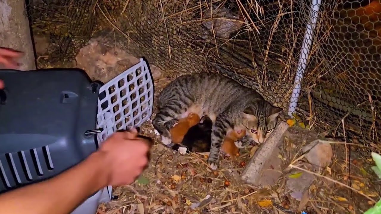 5 Kittens And Cat Rescue Near Jungle YouTube 5 Kittens And Cat Rescue Near Jungle YouTube