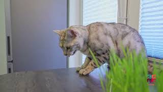 Cat Vomiting  |  How Does A Cat Vomit