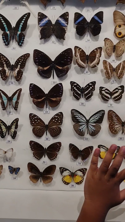 kupu2 #kupukupu #buterfly #butterflies #animal #bug