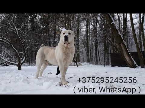 ГИГАНТСКИЙ АЛАБАЙ ДЖАФАР!!!! ЧЕМПИОН БЕЛАРУСИ!!!!! ВЕС 115 КГ, 90СМ+ !!!! THE GIANT ALABAI JAFAR!!!!из YouTube · Длительность: 59 с ГИГАНТСКИЙ АЛАБАЙ ДЖАФАР!!!! ЧЕМПИОН БЕЛАРУСИ!!!!! ВЕС 115 КГ, 90СМ+ !!!! THE GIANT ALABAI JAFAR!!!!из YouTube · Длительность: 59 с