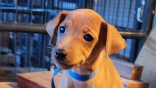Nyota puppies November 12, 2023 by Little Trucker Kennel, Miniature Pinschers 245 views 6 months ago 2 minutes, 28 seconds