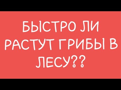 Быстро ли растут грибы в лесу??