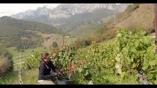 Vinos de Cantabria