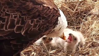 Decorah North~Mom is feeding her little ones~2021\/04\/05
