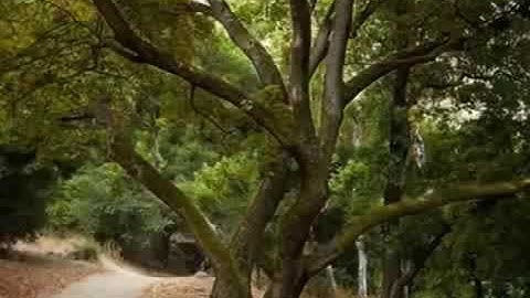 تلاوة خاشعة بصوت طفل سبحانك ربي ما اعظمك