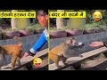 ईसकी हरकत देख बंदर भी बेचारा हैरान रह गया  🤣😂 ll Wild animal encounter part -38