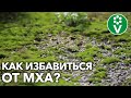 МОХ ЗАПОЛОНИЛ УЧАСТОК? Вот что добавить в почву и чем пролить!