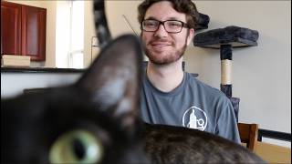 Trying to do anything, but you have cats