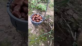 Fruit Picking Tools #shorts #agriculture #farming #gardening #tools #tips #farmingtools #fruit