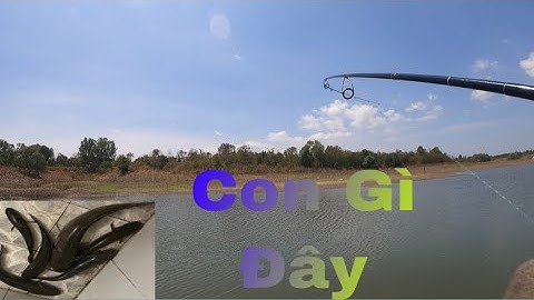 Săn Cá Lóc Ở Sông Ray | Hugo Quá Đã | Long Chu Du Fishing