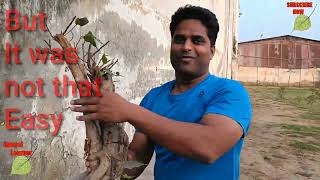 Rescue of a very difficult to rescue, Ficus Religiosa from a Wall