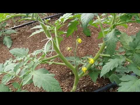 Video: A quale temperatura possono tollerare le piante di pomodoro?