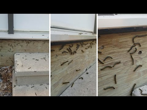 Ini Jadinya Kalau Kita Teriak Di Deket Ulet Bulu