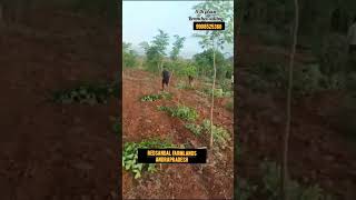 Redsandal farmlands Andrapradesh most trusted company 7 Years 23 ventures #redsandalfarmlands #plots