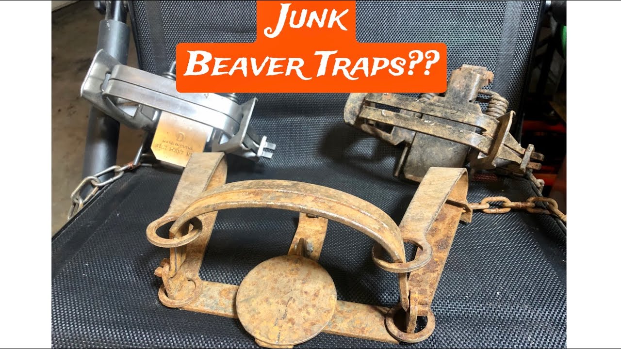 Which Economical Beaver Trap Has The Best Bang?? 