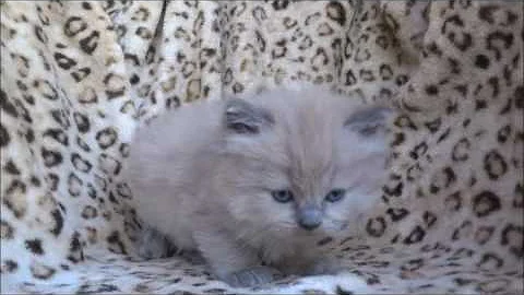 Watch the video about Sundae - Blue Colourpoint Mink Female Ragdoll Kitten from www.RagdollKittens.net