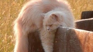 Hilarious Cats on Fences Compilation || FunnyBOBO