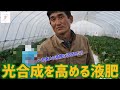 「いちご栽培 いちご農家」光合成を高める液肥ペンタキープのご紹介