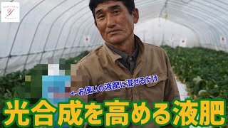 「いちご栽培 いちご農家」光合成を高める液肥ペンタキープのご紹介