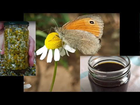 Video: Hoe werk aceite de manzanilla?