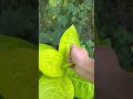 You Won’t Believe This Was Filmed Backwards - Satisfying Forest &amp; Flower Rewind! #reversevideo