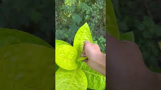 You Wont Believe This Was Filmed Backwards - Satisfying Forest & Flower Rewind