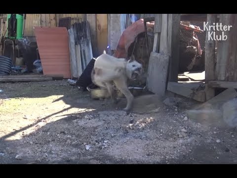 Video: Gangguan Kompulsif Anjing - OCD Dalam Anjing - Kelakuan Anjing Pelik