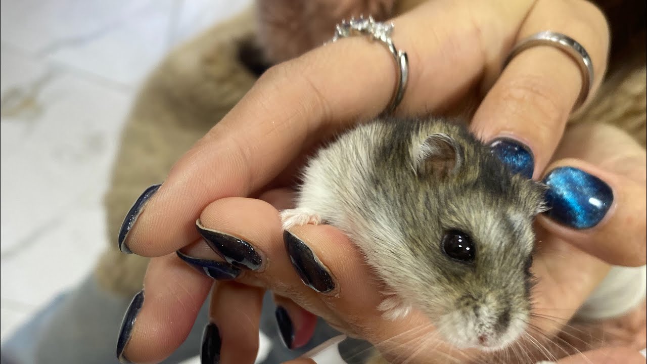 Ailəmizin yeni üzvü🐹