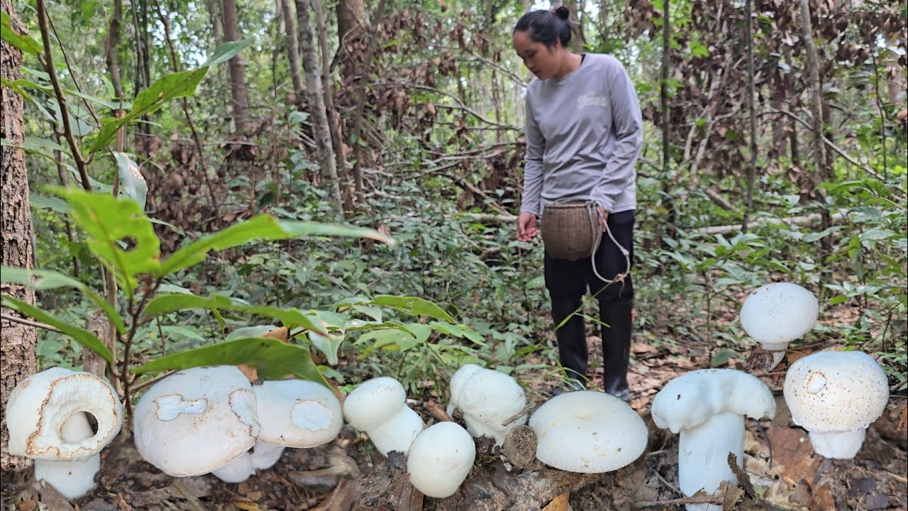 เก็บเห็ดวันนี้!! เห็ดผึ้งไขเห็ด ผึ้งขาลายเริ่มออกใหม่ปลายฝนต้นหนาว!! แวะยามปลาที่ทุ่งนา 20ต.ค2568