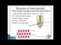 GROUND TISSUES parenchyma, collenchyma &amp; sclerenchyma; Grade 10 life sciences   M SAIDI  1