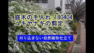 No 044 ユキヤナギの剪定 庭木の手入れ Youtube No 044 ユキヤナギの剪定 庭木の手入れ Youtube