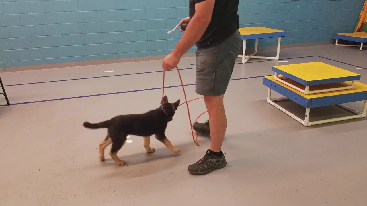 Puppy Play / Leash Management. YouTube