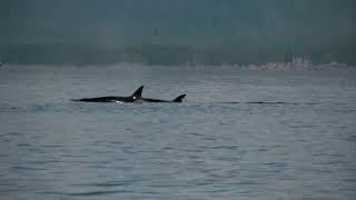 Orcas: The Majestic Giants of the Ocean
