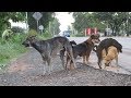 Awesome Sweet Rural Dogs In Village!! Dog Meeting Nearly Morning 2019